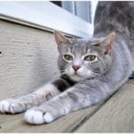 Cat doing a really big stretch