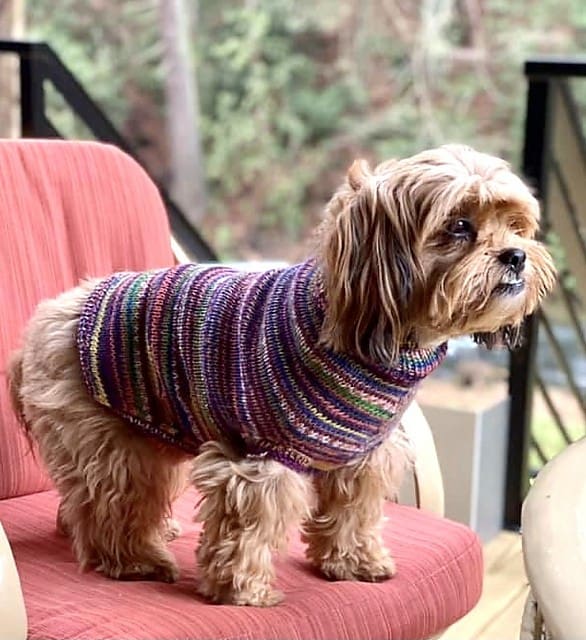 Seamless Dog Sweaters Rule!